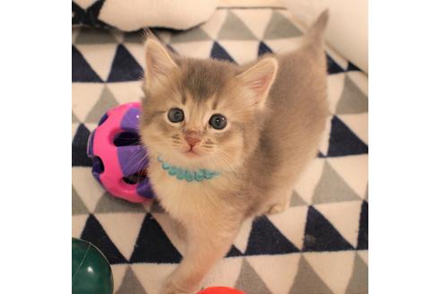 成約済の大阪府のソマリ-6456の1枚目